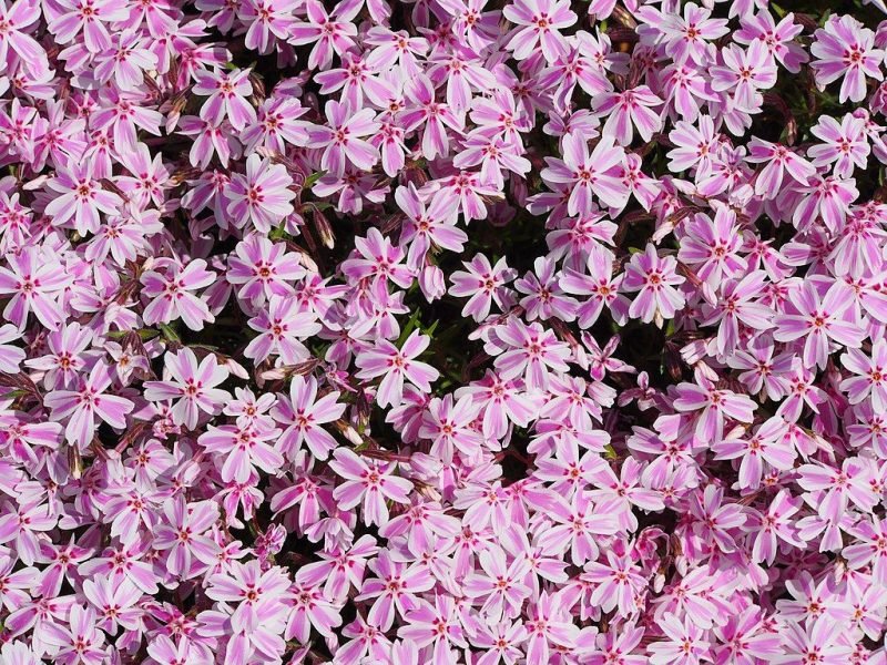 Moss phlox 'Tamaongalei' (Phlox subulata 'Tamaongalei')