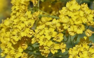 Mountain madwort (Alyssum montanum)