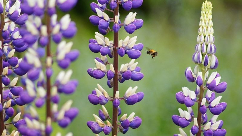Narrow-leaved lupin (Lupinus angustifolius)