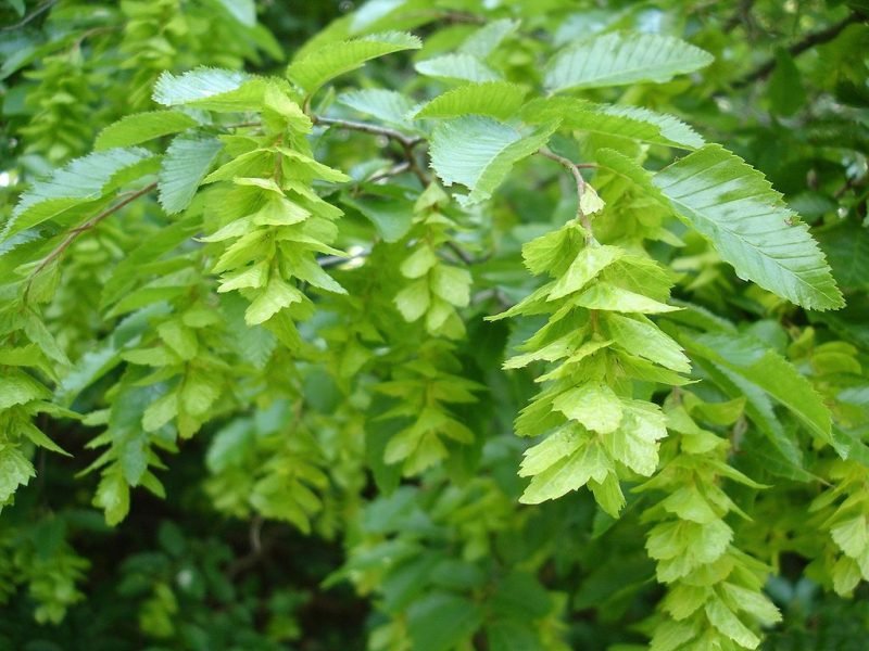 Oriental hornbeam (Carpinus orientalis)