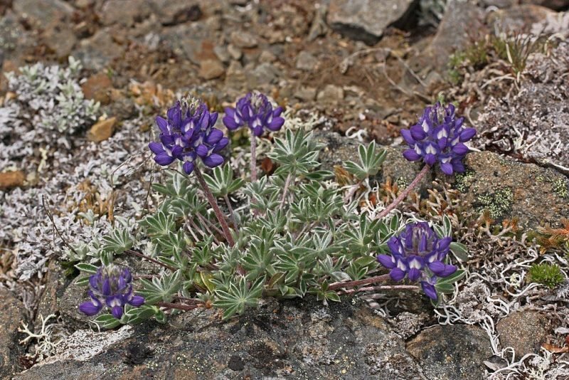 Pacific lupin (Lupinus lepidus)