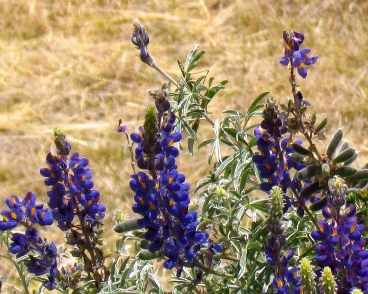 Pearl lupin (Lupinus mutabilis)
