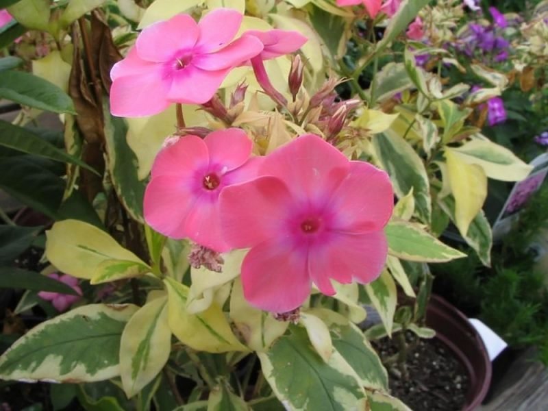 Perennial phlox 'Becky Towe' (Phlox paniculata 'Becky Towe')
