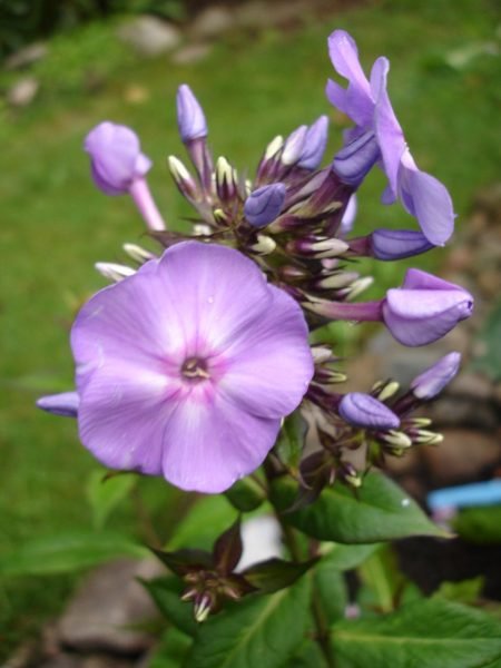 Perennial phlox 'Blue Boy' (Phlox paniculata 'Blue Boy')