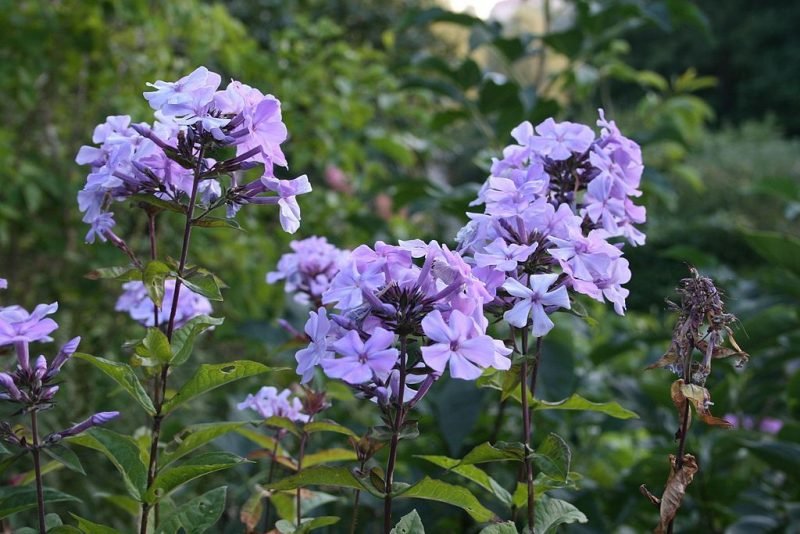 Perennial phlox 'Blue Evening' (Phlox paniculata 'Blue Evening')