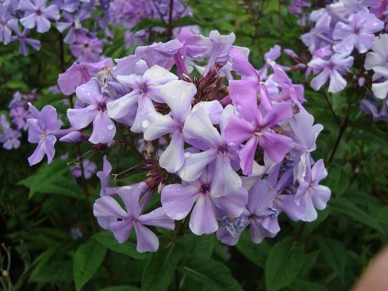 Where to plant Perennial phlox 'Blue Evening' (Phlox paniculata 'Blue Evening')_2