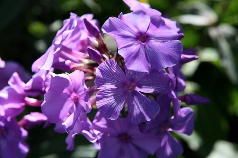Perennial phlox 'Blue Paradise' (Phlox paniculata 'Blue Paradise')