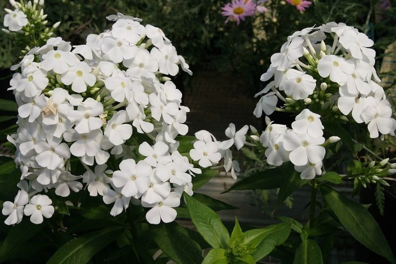Perennial phlox 'David' (Phlox paniculata 'David')
