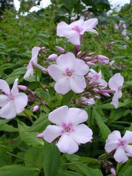 Perennial phlox 'Discovery' (Phlox paniculata 'Discovery')