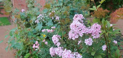 Perennial phlox 'Jade' (Phlox paniculata 'Jade')