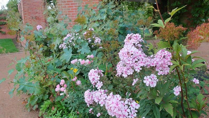 Perennial phlox 'Jade' (Phlox paniculata 'Jade')