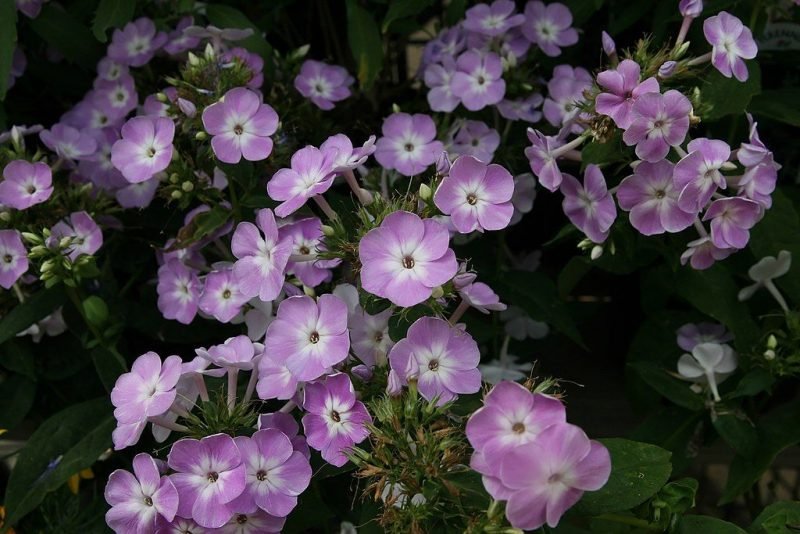Perennial phlox 'Katherine' (Phlox paniculata 'Katherine')