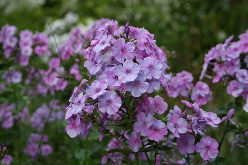 Perennial phlox 'Lilac Time' (Phlox paniculata 'Lilac Time')