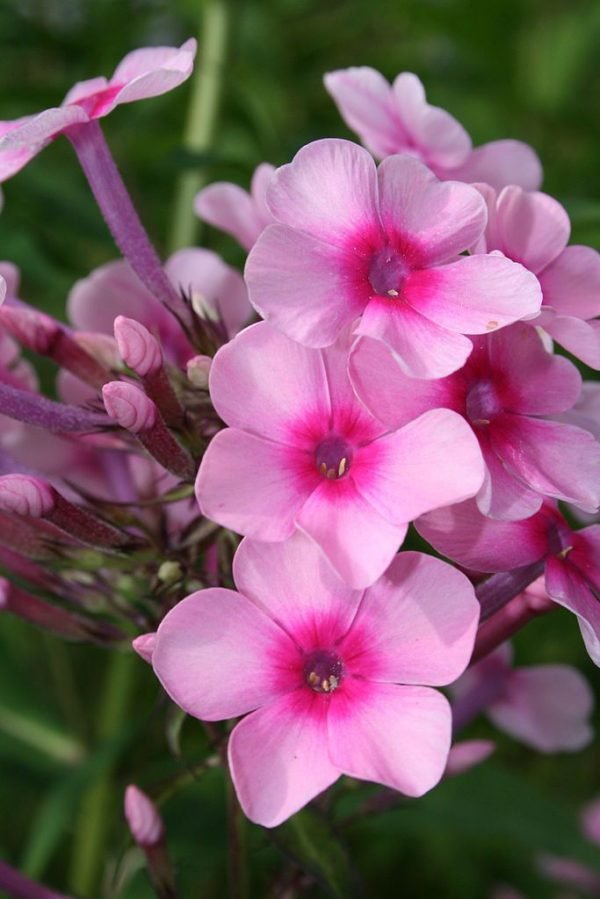 Perennial phlox 'Miss Pepper' (Phlox paniculata 'Miss Pepper