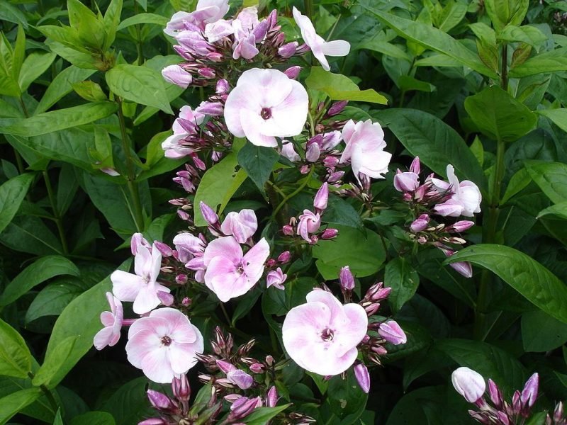 Perennial phlox 'Mother of Pearl' (Phlox paniculata 'Mother of Pearl')