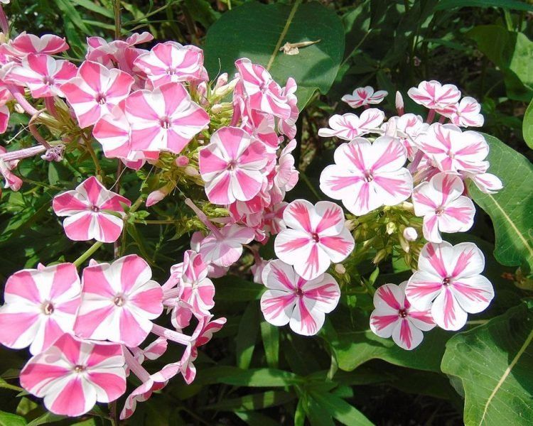 Perennial phlox 'Peppermint Twist' (Phlox paniculata 'Peppermint Twist')