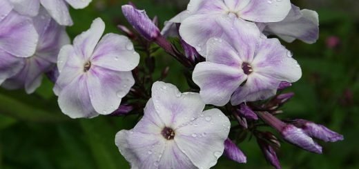 Perennial phlox 'Prospero' (Phlox paniculata 'Prospero')