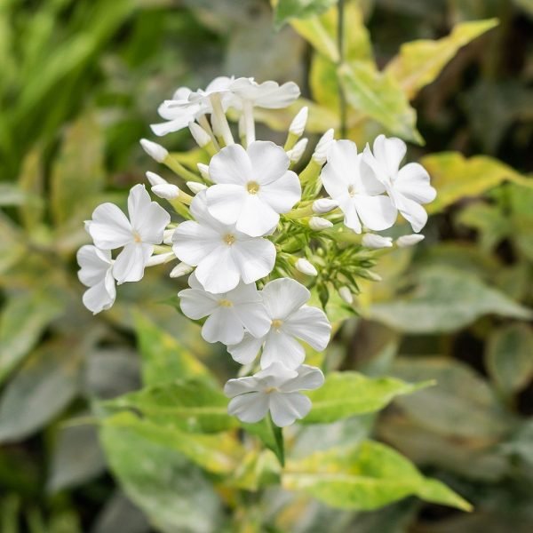 Perennial phlox 'Rembrandt' (Phlox paniculata 'Rembrandt')