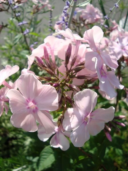 Perennial phlox 'Rosa Pastell' (Phlox paniculata 'Rosa Pastell')