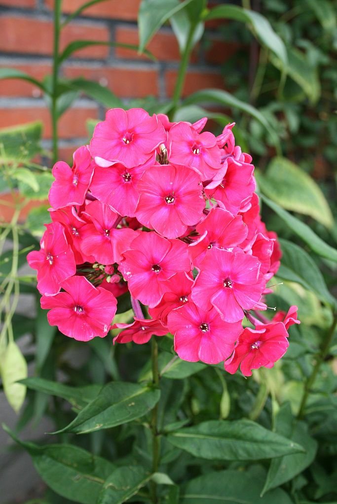Phlox 'Miss Mary' (Phlox × arendsii 'Miss Mary')