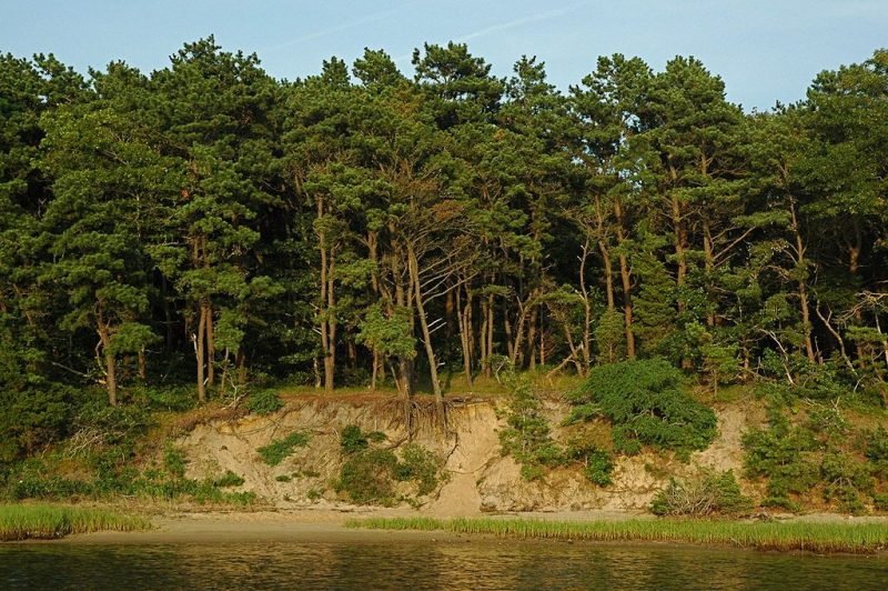 Pitch pine (Pinus rigida)