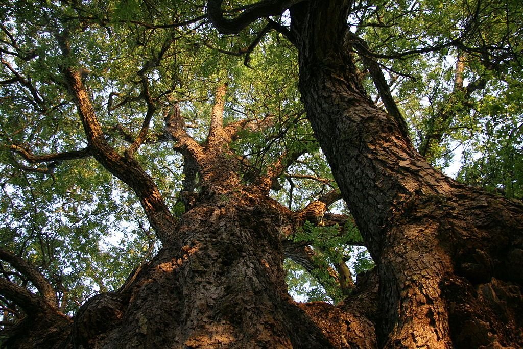 Roble beech (Nothofagus obliqua)