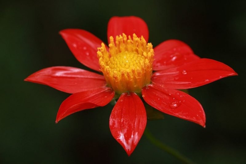 Scarlet dahlia (Dahlia coccinea)