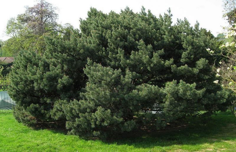 Scots pine 'Watereri' (Pinus sylvestris 'Watereri')
