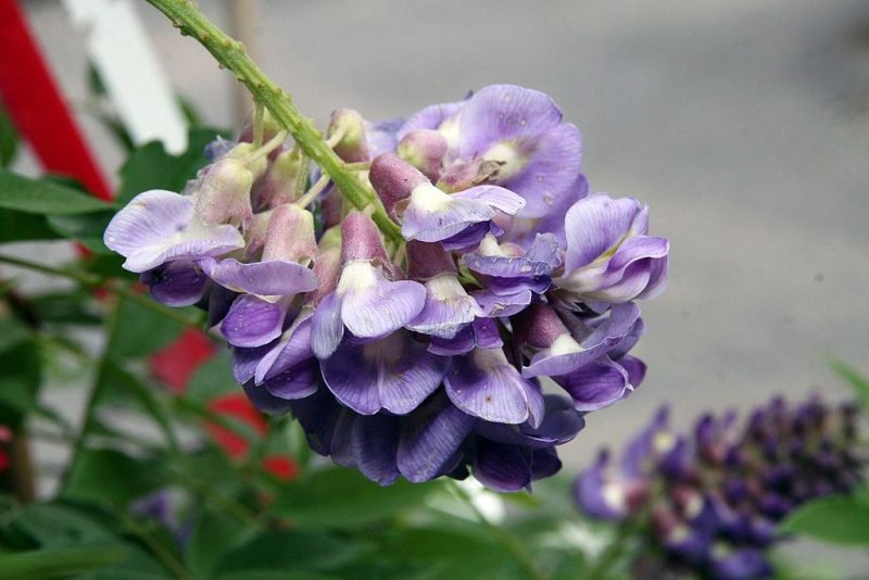 Shrubby wisteria 'Amethyst Falls' (Wisteria frutescens 'Amethyst Falls')