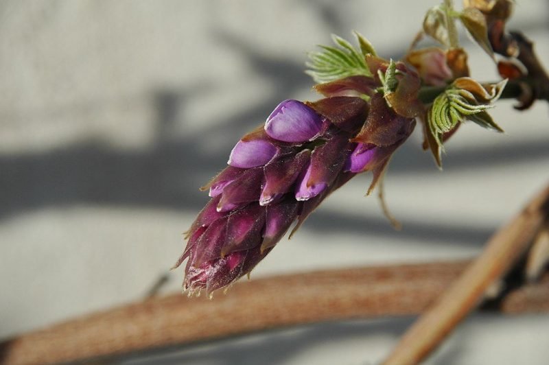 Silky wisteria (Wisteria brachybotrys)