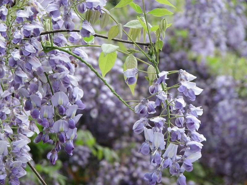 How to plant Silky wisteria (Wisteria brachybotrys)_1