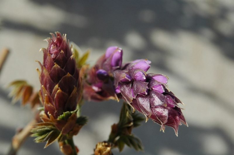 Where to plant Silky wisteria (Wisteria brachybotrys)_2