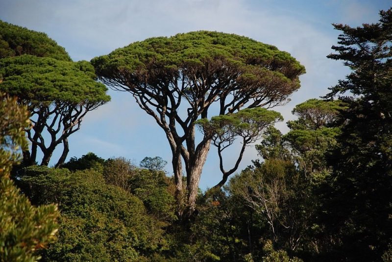 Stone pine (Pinus pinea)