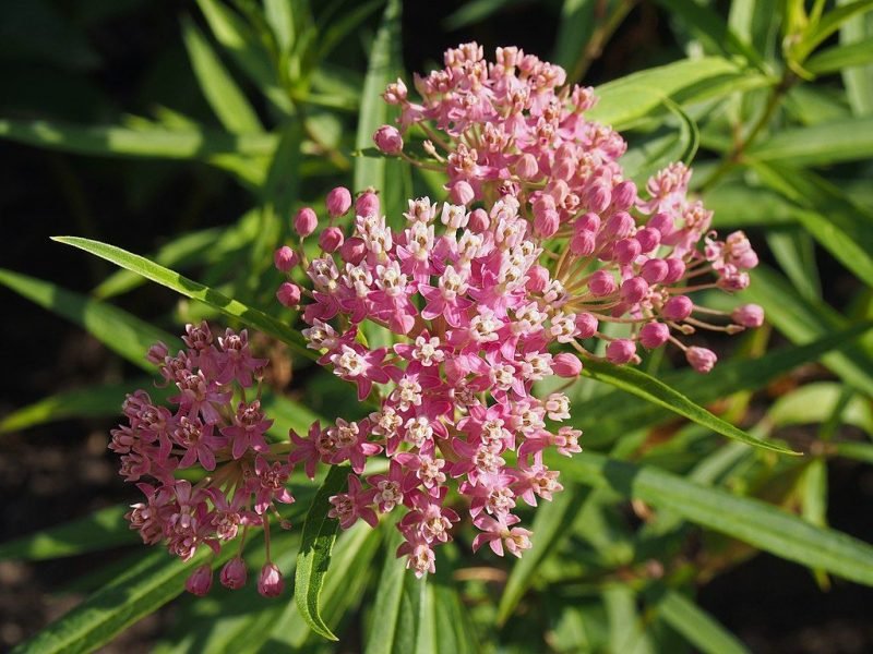 Swamp milkweed (Asclepias incarnata)