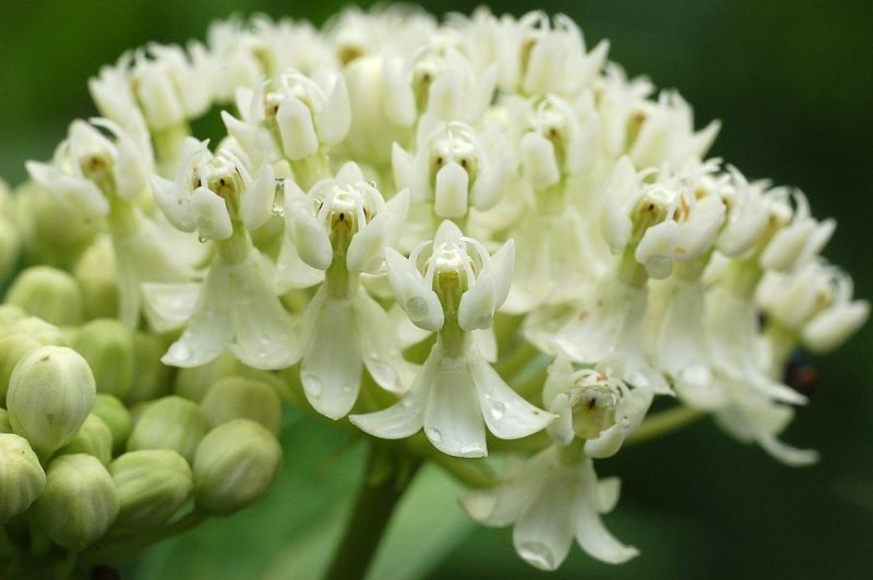 Swamp milkweed 'Ice Ballet' (Asclepias incarnata 'Ice Ballet')