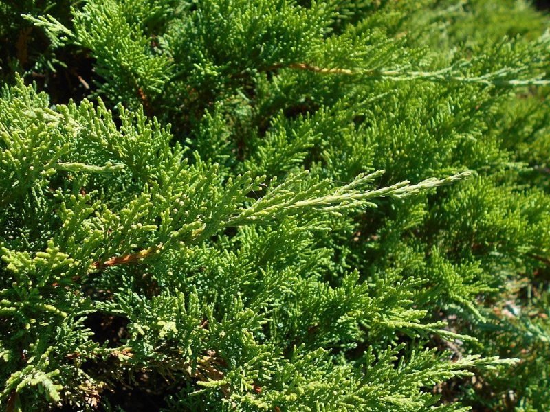 Tamarisk-leaved savin (Juniperus sabina 'Tamariscifolia')