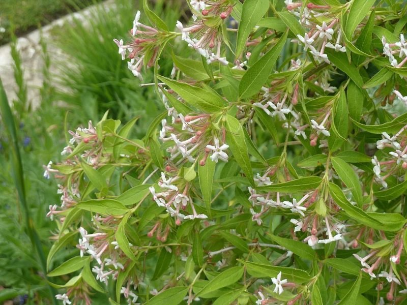 Three-flowered zabelia (Zabelia triflora)