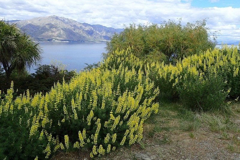 Tree lupin (Lupinus arboreus)