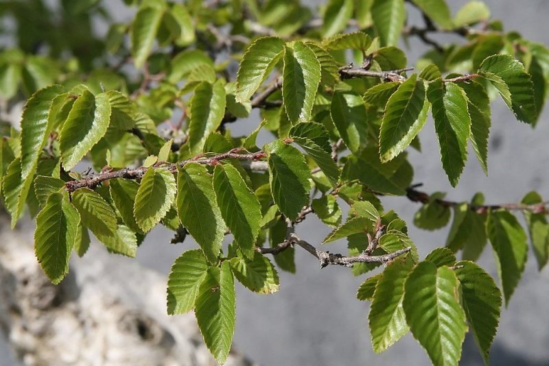 Turczaninow hornbeam (Carpinus turczaninowii)