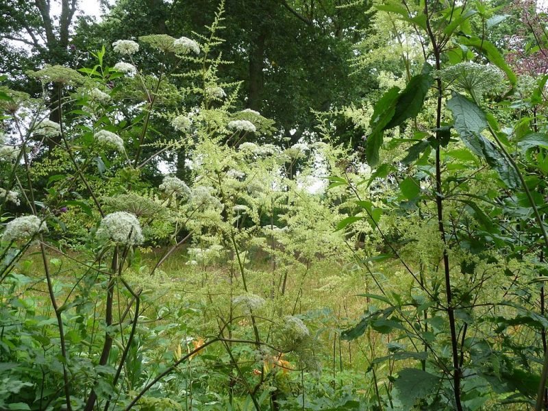 Waterside astilbe (Astilbe rivularis)