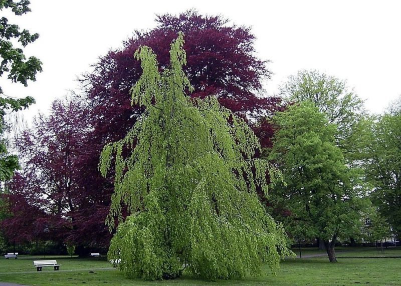 Weeping beech (Fagus sylvatica 'Pendula')
