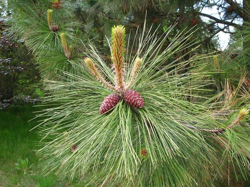 Where to plant Western yellow pine (Pinus ponderosa)_2