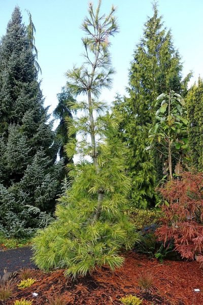 Weymouth pine 'Louie' (Pinus strobus 'Louie')