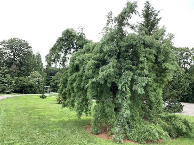 Weymouth pine 'Pendula' (Pinus strobus 'Pendula')