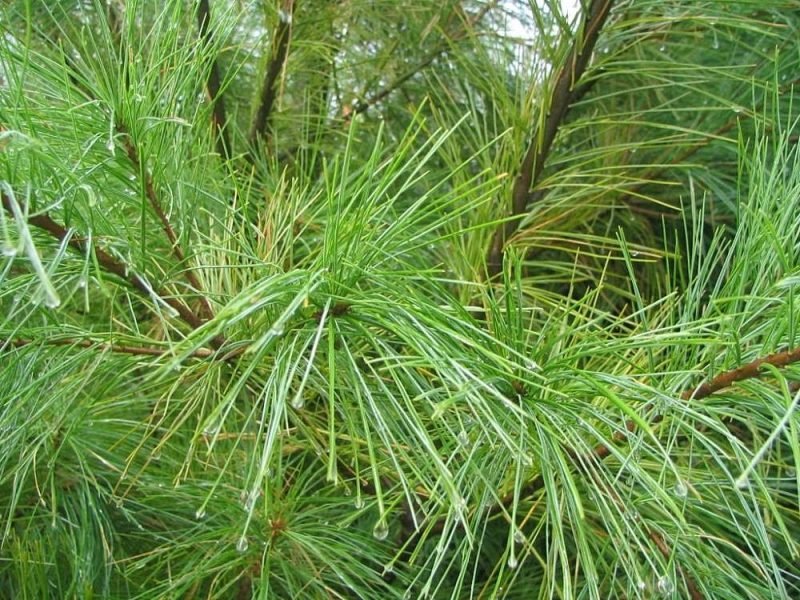 Weymouth pine (Pinus strobus)