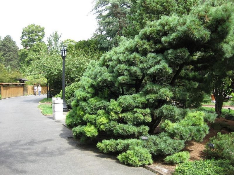 Weymouth pine 'Radiata' (Pinus strobus 'Radiata')