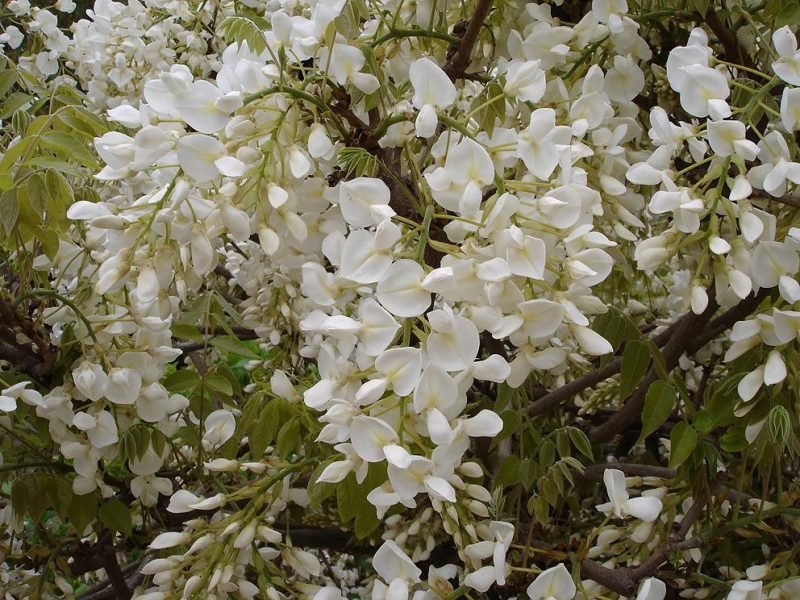 White-form Chinese wisteria (Wisteria sinensis var. sinensis f. alba)