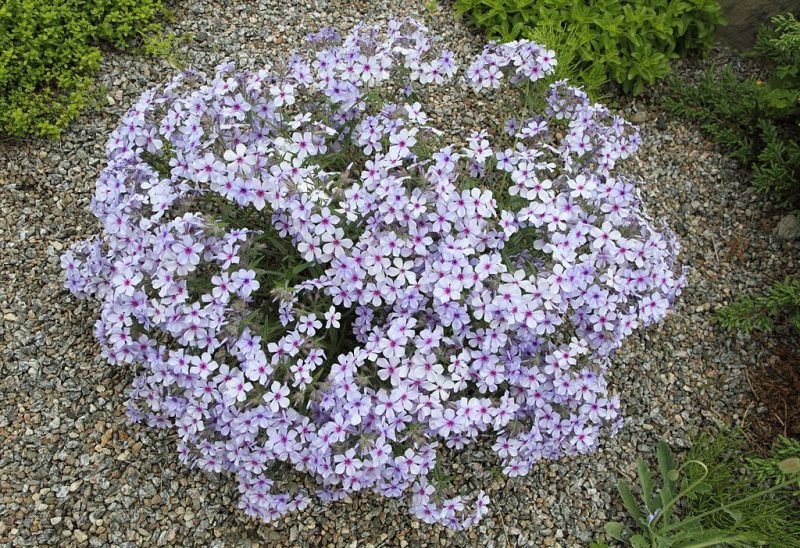 Wild sweet william (Phlox divaricata)