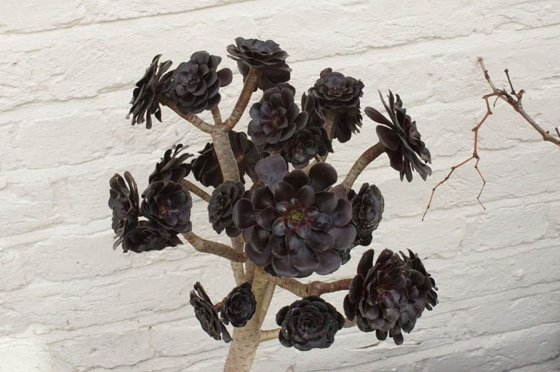 How to plant Aeonium 'Zwartkop' (Aeonium 'Zwartkop')_1