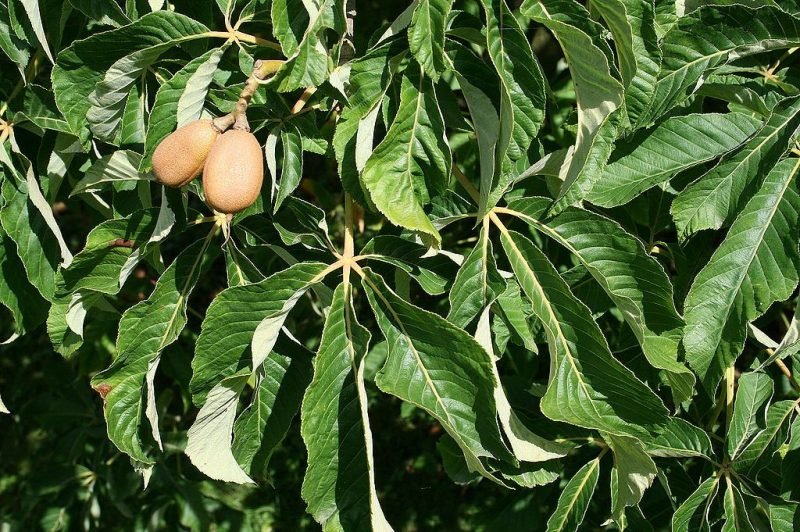 Aesculus × mutabilis 'Induta' (Aesculus × mutabilis 'Induta')